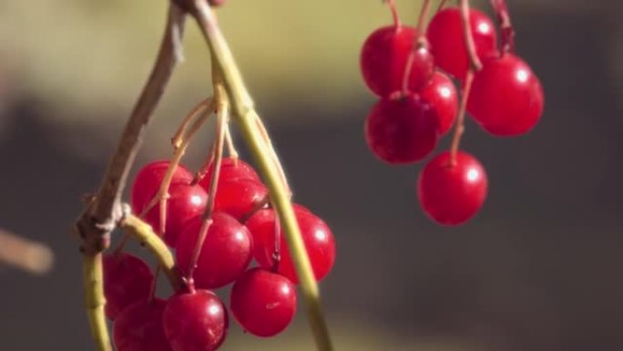 荚膜，荚膜的一个分支。红树莓。