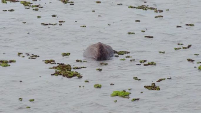 野生水牛在湖里捕食水下的草或海藻