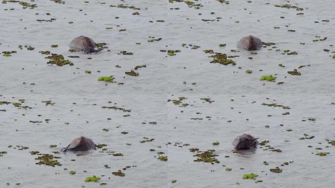 野生水牛在湖里捕食水下的草或海藻