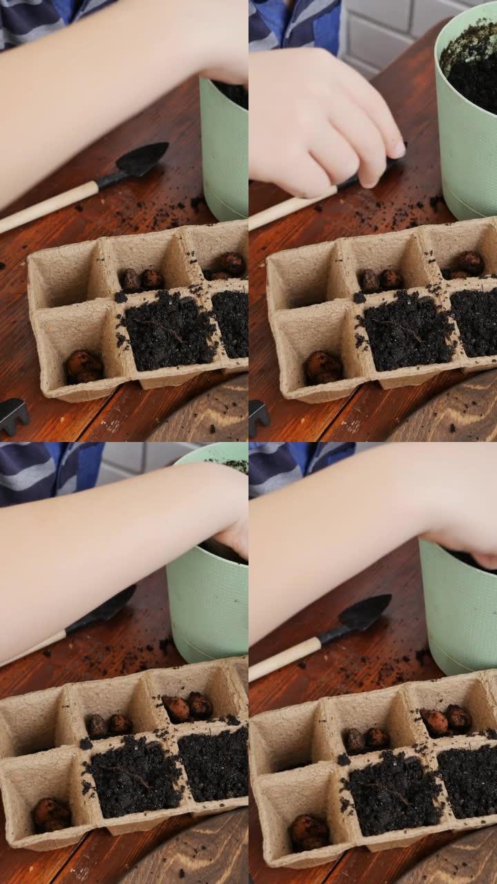 孩子们的手将膨胀粘土的排水卵石放在细胞底部，用于幼苗。从上方观看。生态与植物区系的人类和谐观