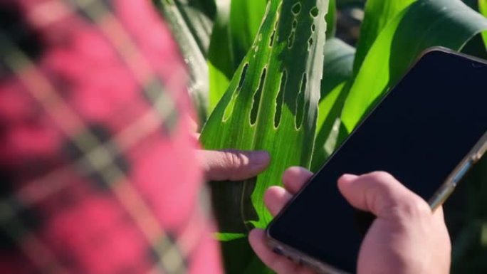 拥有智能手机的亚洲女农民在田间检查玉米叶是否有害虫。许多病虫害对玉米不利。