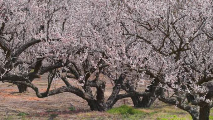 美丽盛开的梅花，神奈川县Soga plum Grove