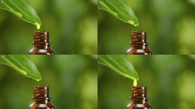 果汁从叶子滴入瓶子特写镜头，植物油。在绿色背景上制作芳香血清。滴液提取物，护肤常规，治疗精华油，水疗