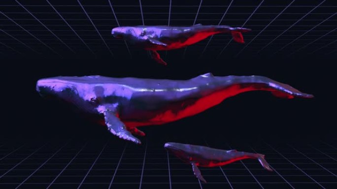 黑色背景上的抽象铬金属游泳群鲸鱼。现代明亮时尚3d动画。技术数字生动概念动物。创意复古未来运动艺术。