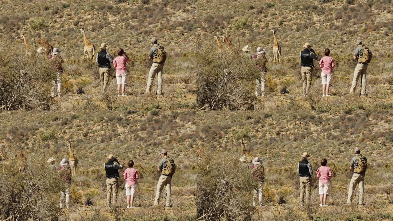 野生动物园旅行团拍照和观看长颈鹿