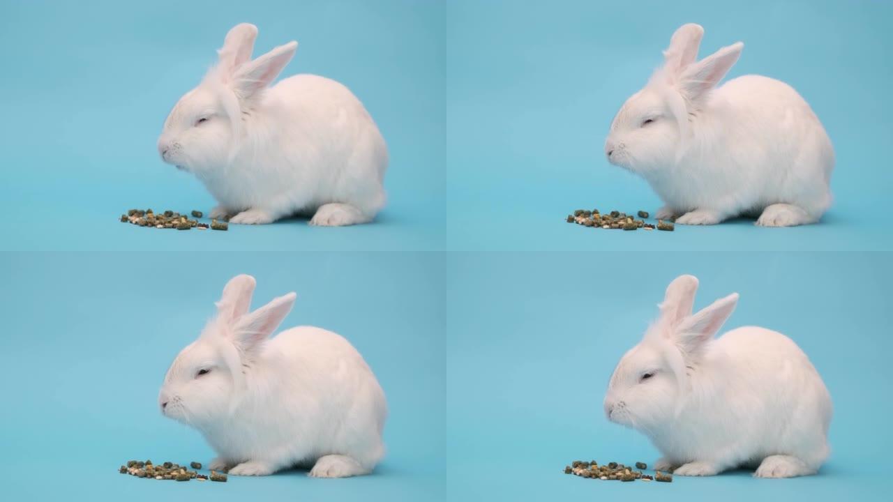 白兔愉快地吃食物。蓝色白色复活节兔子
