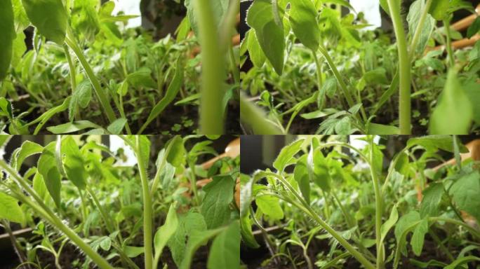 温室地面上生长的西红柿的绿色幼苗。花园里阳光照射下的蔬菜植物。农业，春天，园艺，农业。特写。慢动作就