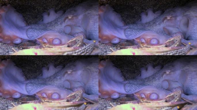 巨型太平洋章鱼肠章鱼Dofleini抚育卵高清