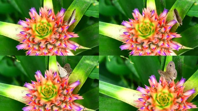 菠萝花上常见的五环蝴蝶