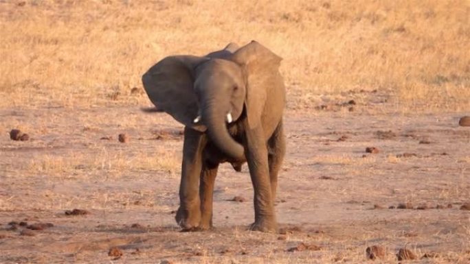 非洲大象小牛在野外追赶鸟类