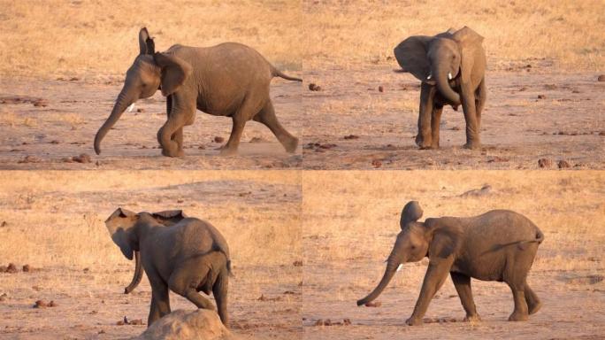 非洲大象小牛在野外追赶鸟类