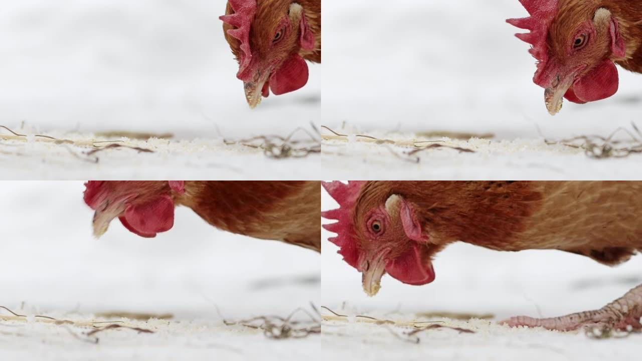 在阴天的冬天，自由放养的母鸡在雪地里寻找食物。