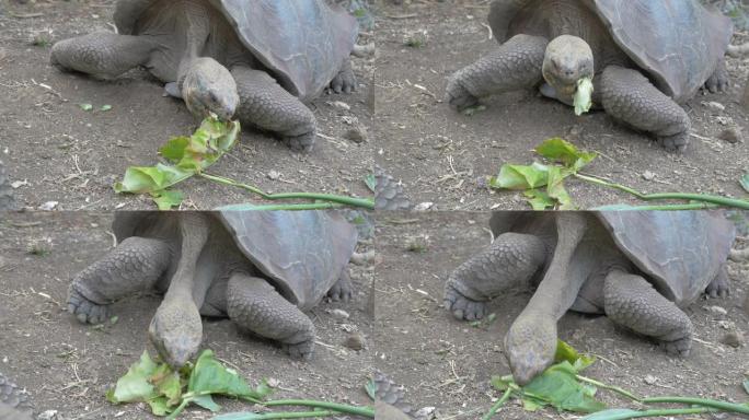 加拉帕戈斯巨龟喂养生菜