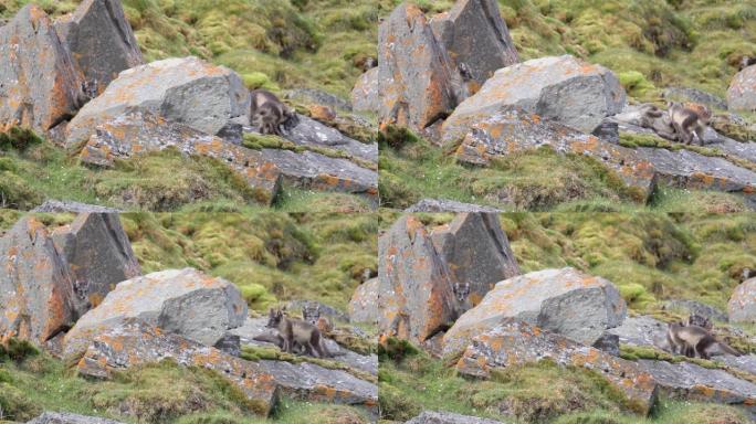 挪威斯匹次卑尔根山的北极狐