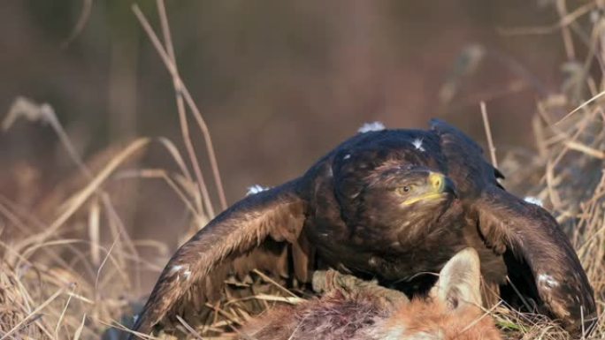 白尾鹰 (Haliaeetus albicilla) 一种以猎物为食的大型猛禽。一只海鹰抓住了一只狐