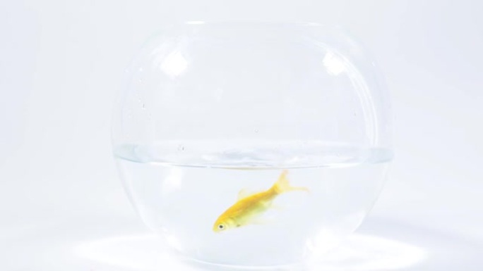 金鱼跳进工作室透明水族馆的视频片段，隔离在白色背景上
