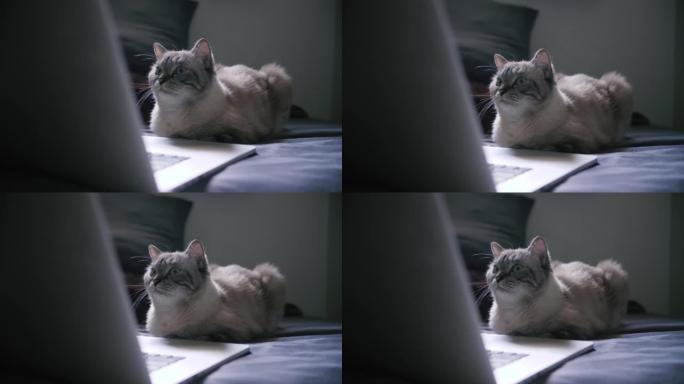 可爱的猫看着笔记本电脑。
