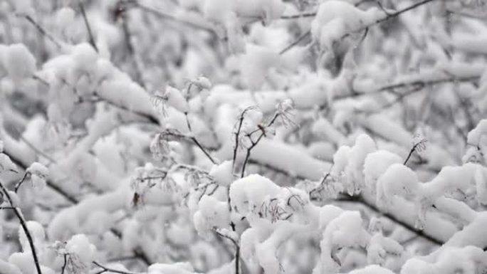 白雪皑皑的树枝在风中挥舞