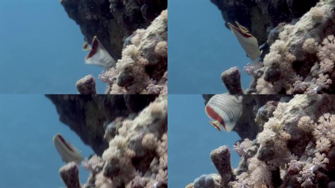 热带珊瑚礁水下五颜六色的异国蝴蝶鱼。