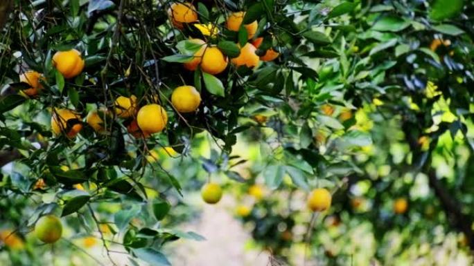 柑橘园树上成熟多汁的甜橙，选择性聚焦