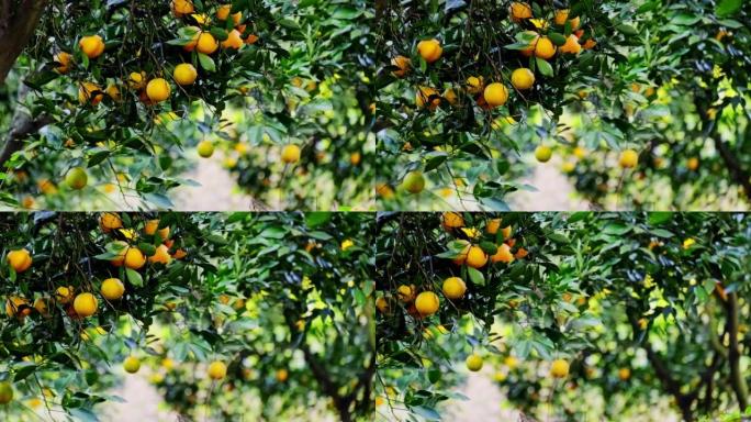 柑橘园树上成熟多汁的甜橙，选择性聚焦