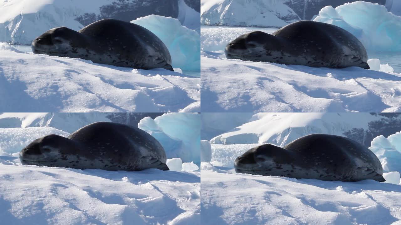 睡在南极洲的冰山上的豹海豹
