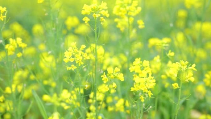 油菜花盛开农业黄花花丛花朵