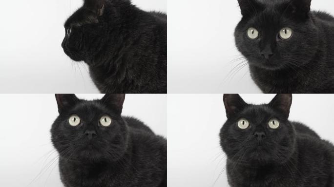黑灰猫专注地看着什么东西。在白色背景上拍摄动物，4k