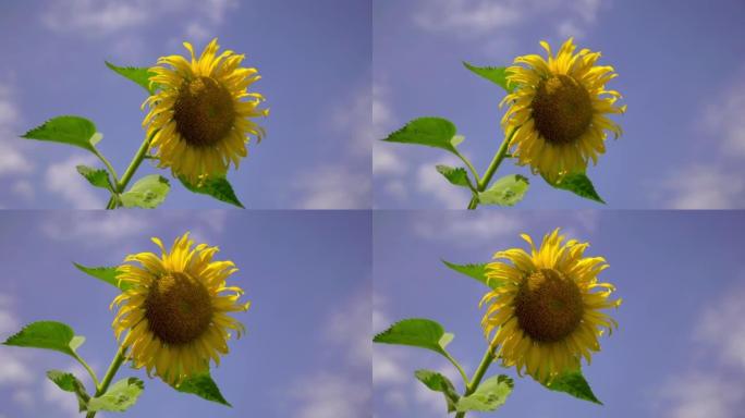 特写向日葵和风蓝天背景4k。