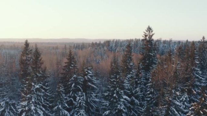 冬季森林中的空中晴天，金色时刻的阳光覆盖着白雪覆盖的树木。电影无人机飞过阳光照亮的令人惊叹的丘陵景观