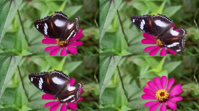 在粉红色的花朵上休息的hypolinnas bolina蝴蝶的特写镜头