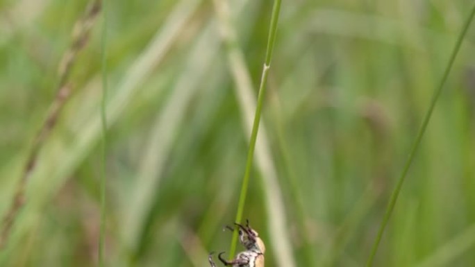 不倒翁甲虫 (Eucinetidae) 是鞘翅目昆虫的一个小科。