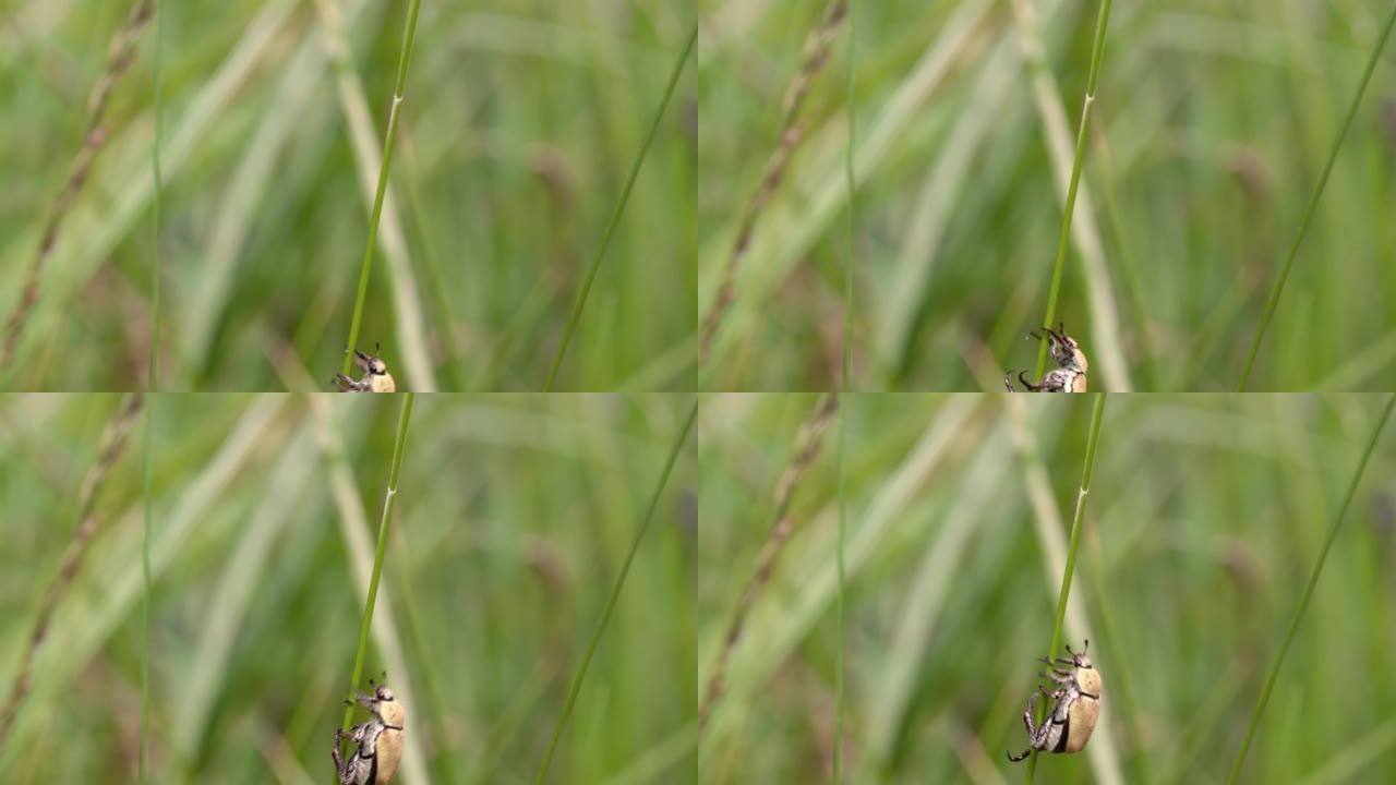 不倒翁甲虫 (Eucinetidae) 是鞘翅目昆虫的一个小科。