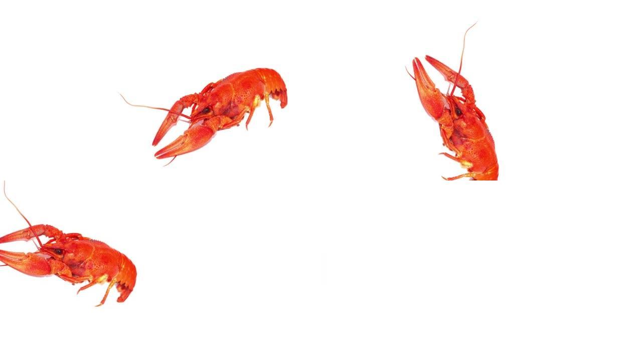 视频停止运动白色背景上的红色小龙虾