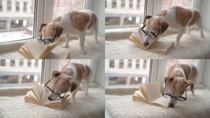 可爱的眼镜小狗在舒适的房子氛围中的窗台上看书。