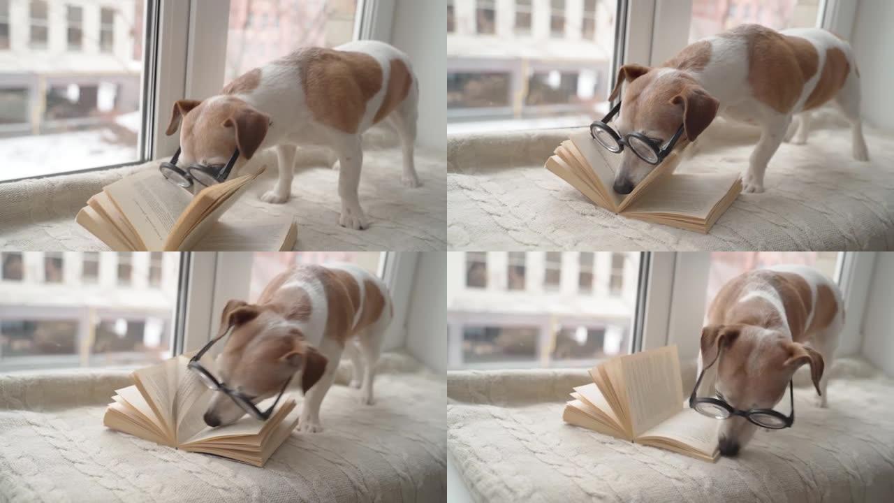 可爱的眼镜小狗在舒适的房子氛围中的窗台上看书。