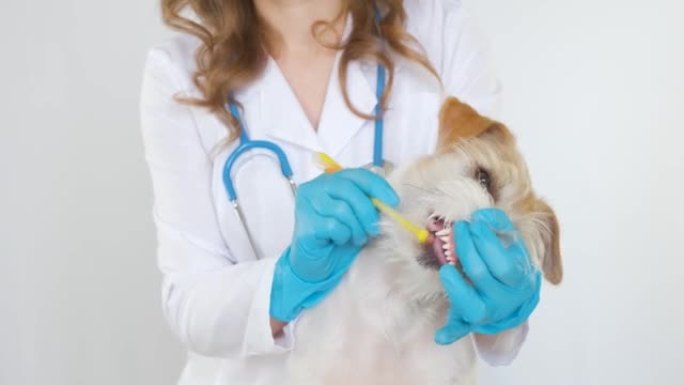 医生从污垢和牙菌斑上清除杰克罗素梗的牙齿。张开狗的嘴