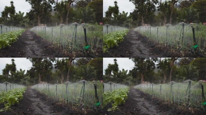 灌溉系统为有机花园浇水
