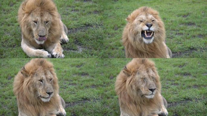 一只大狮子对着镜头打哈欠。