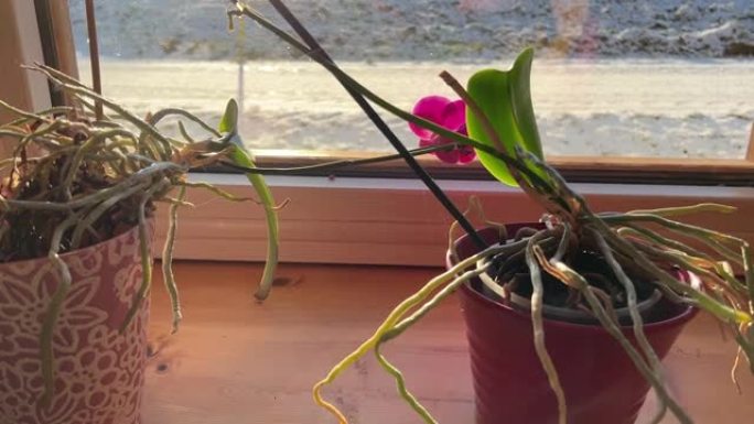窗台上阳光照射下的兰花植物