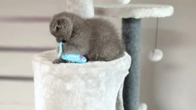 可爱俏皮的英国灰色小猫玩鼠标玩具
