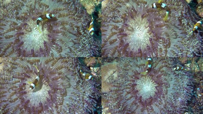 尼莫在软珊瑚上玩捉迷藏。小丑鱼或海葵，它们附着在珊瑚礁表面。在互惠关系中，两个物种都受益。