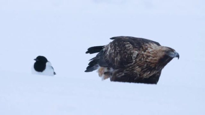 一只雄伟的金鹰的特写镜头，在雪和喜鹊中觅食的天鹰座，库萨莫附近的Pica pica