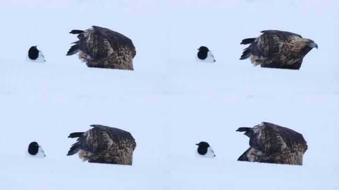 一只雄伟的金鹰的特写镜头，在雪和喜鹊中觅食的天鹰座，库萨莫附近的Pica pica