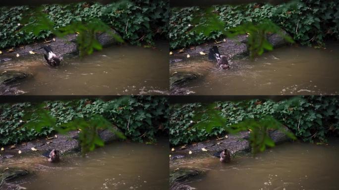 小鸟在河溪中沐浴