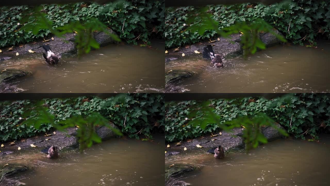 小鸟在河溪中沐浴