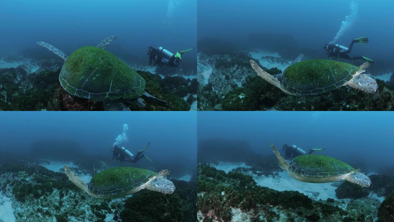 潜水员在海流中游泳时跟随海龟的独特景色。动物互动。