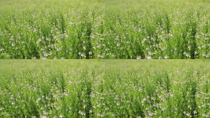 盛开的白色黑种草在田野中随风摆动。白色和绿色的花朵背景景观视图