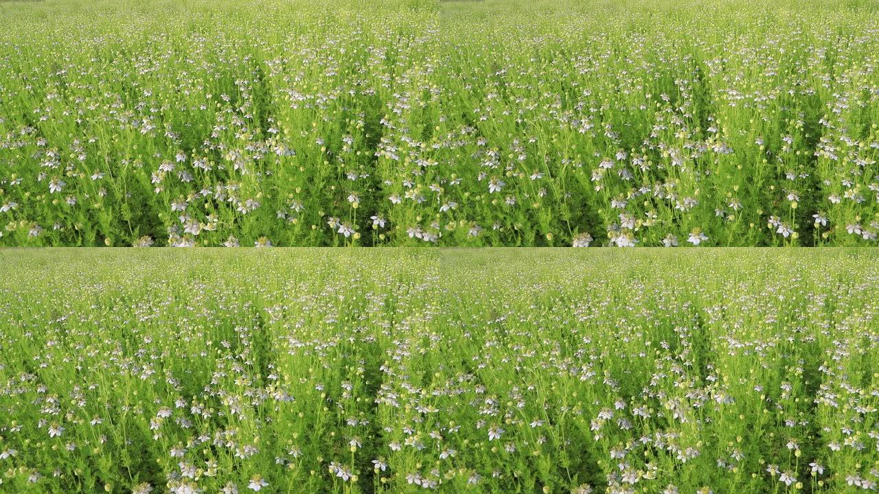 盛开的白色黑种草在田野中随风摆动。白色和绿色的花朵背景景观视图