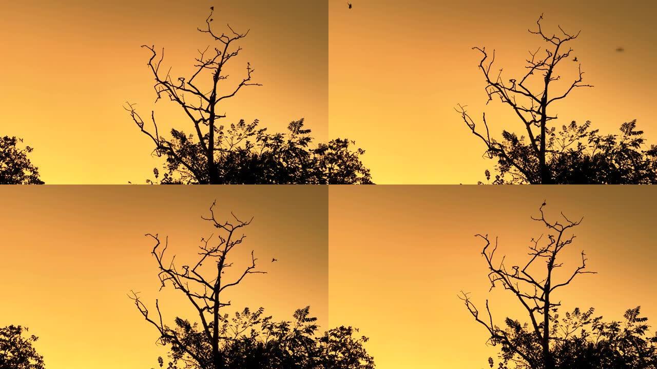 黄金时段日落时树上的鸟